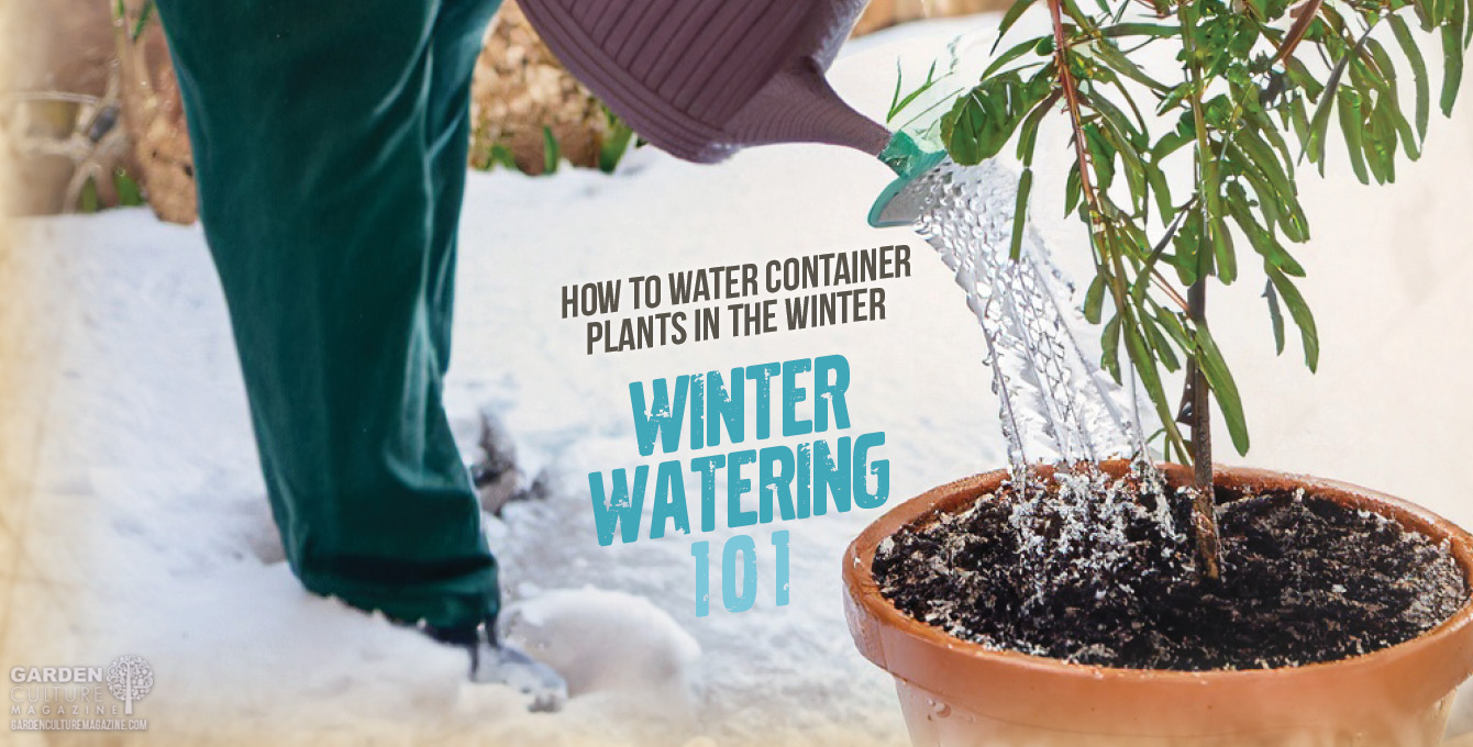 Tips on how to water your plants in the wintertime.