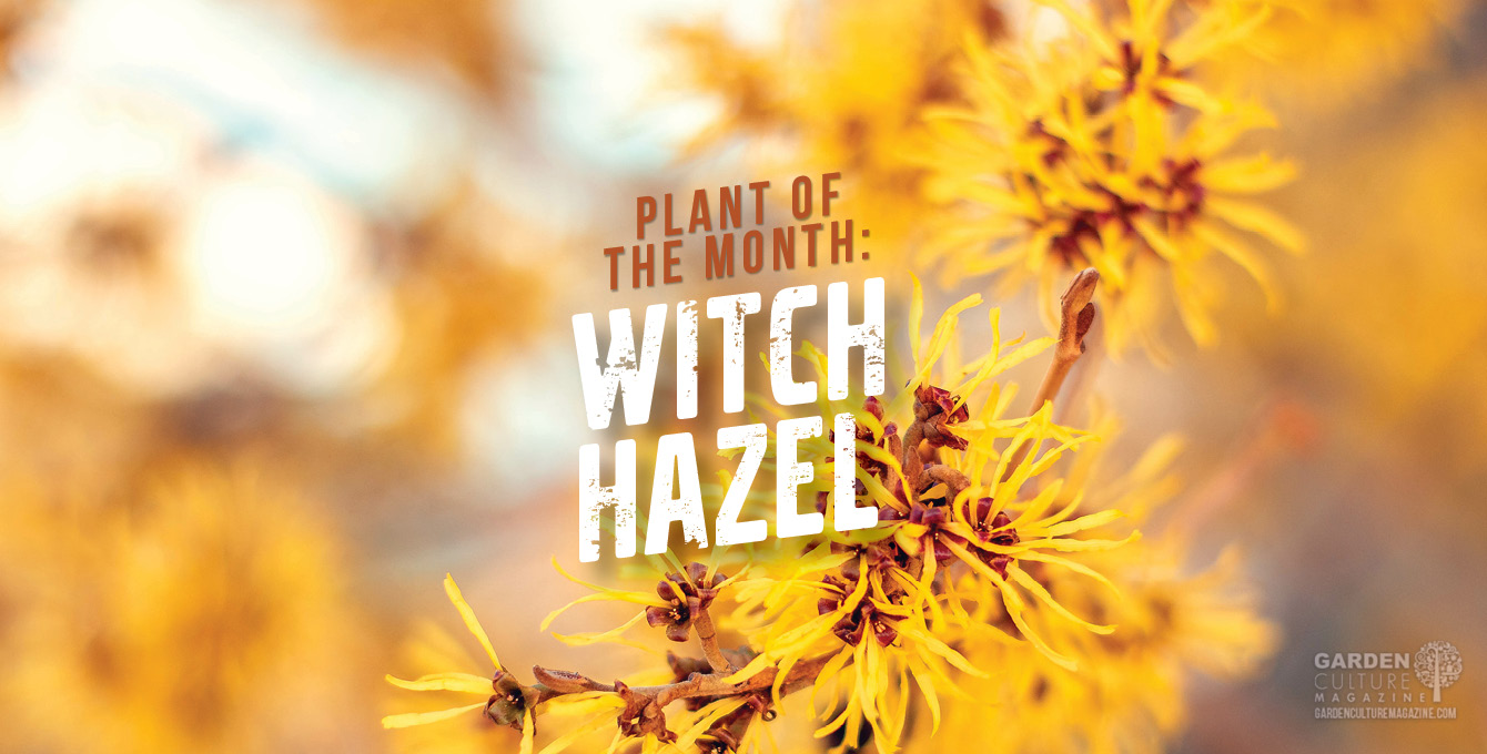 Witch Hazel is the plant of the month.