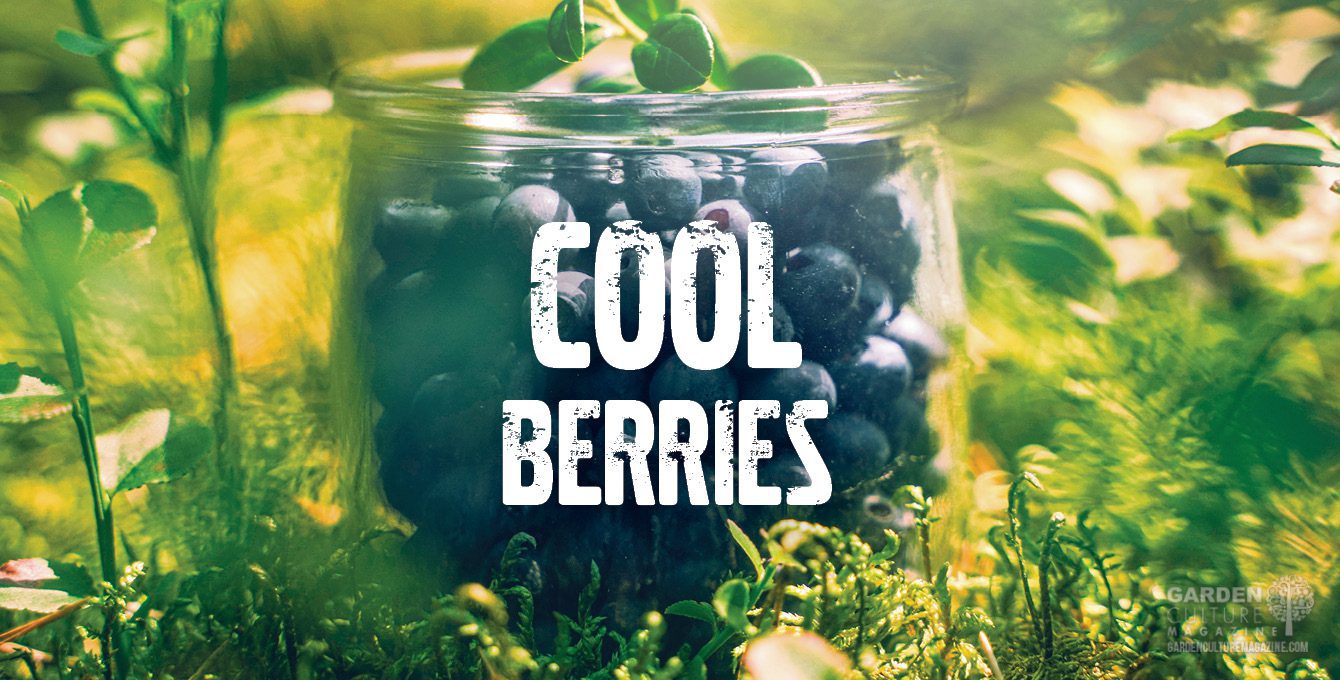 Cool berries