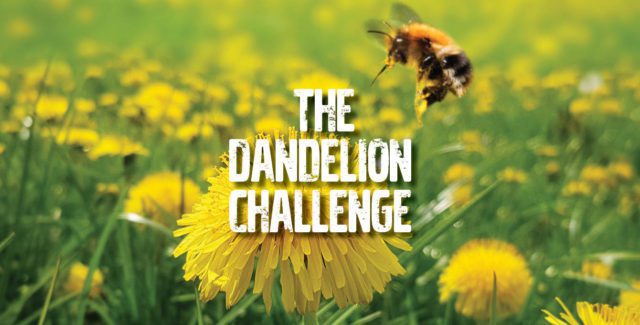The Dandelion Challenge