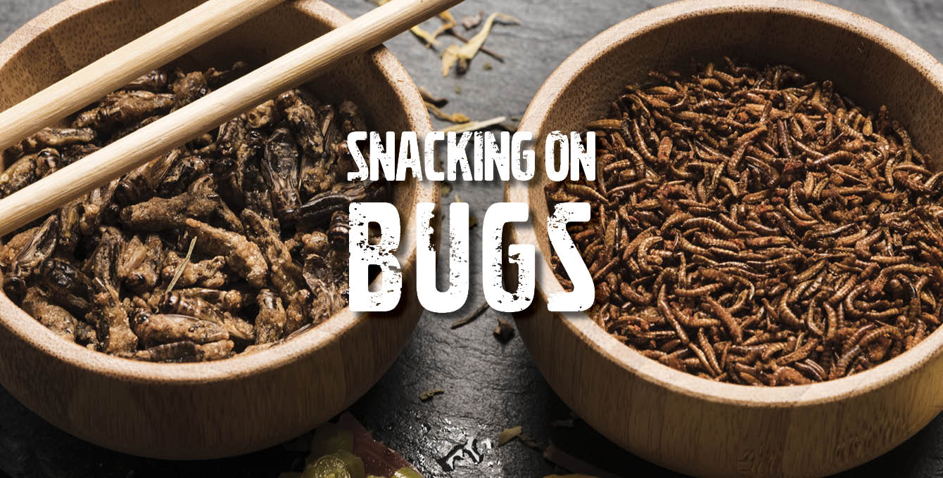 snacking on bugs