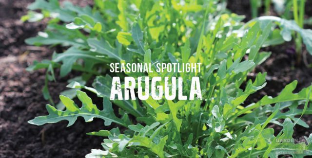 Arugula