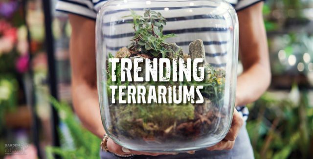 Terrarium Gardens