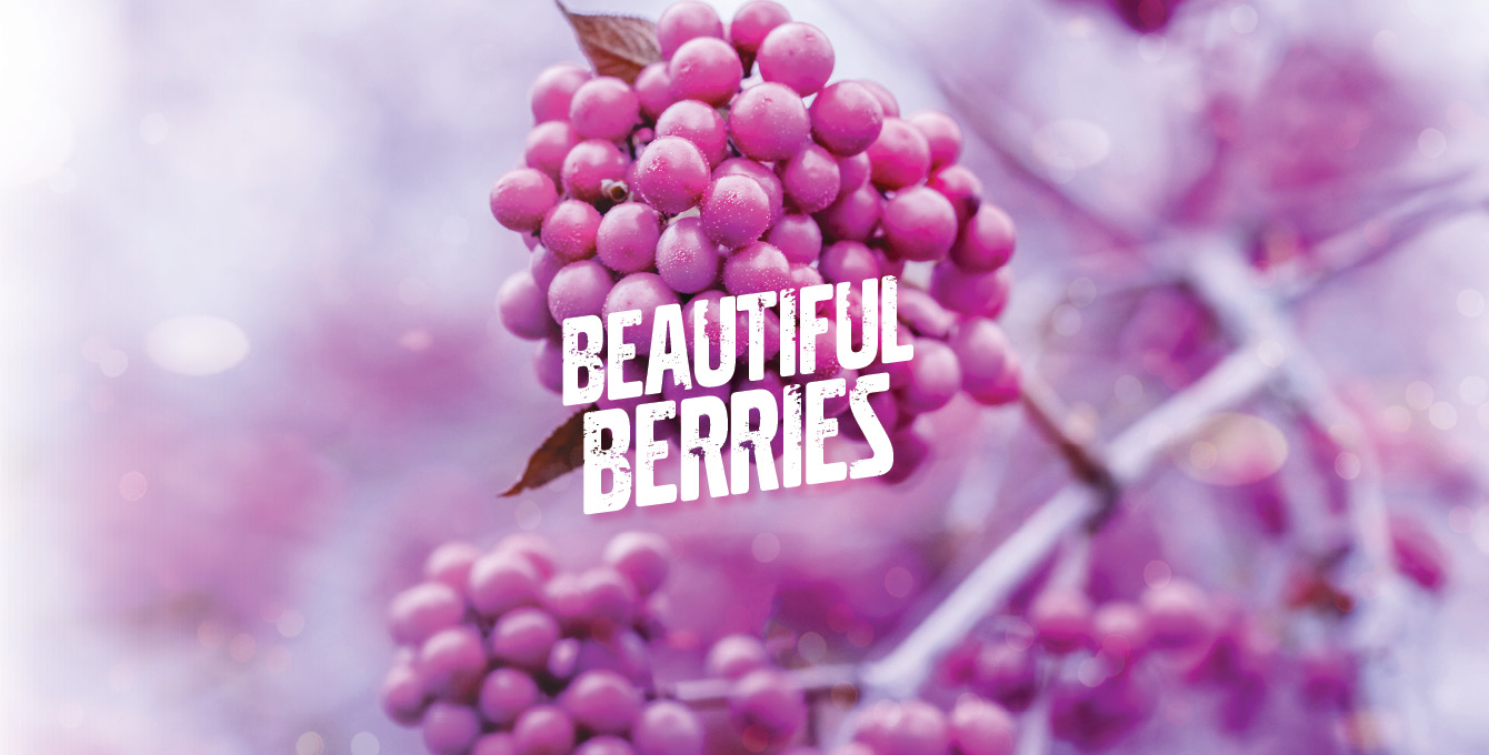 Beautiful Berries
