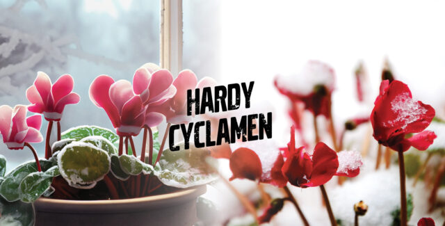 Hardy cyclamen