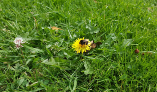 A bumblebee sits on a dandelion flower on an overgrown lawn.