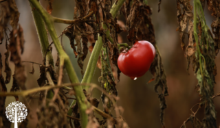 A single tomato hagns from a withered tomato plant that is dying.