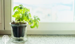 Green basil plant in a small pot on a windowsill.
