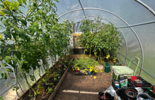 Inside the polytunnel