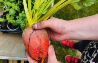 Carrot harvested by Mattie.