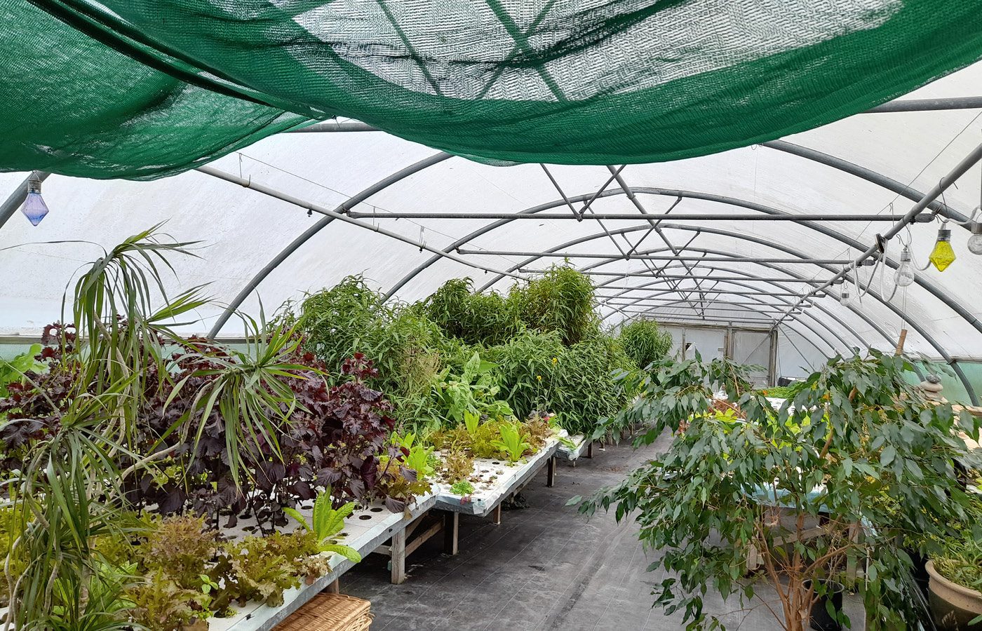 Three Treasures Living