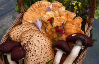 Mushroom foraging finds in Wales