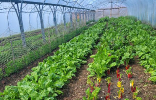 locally grown food from Coleshill Organics