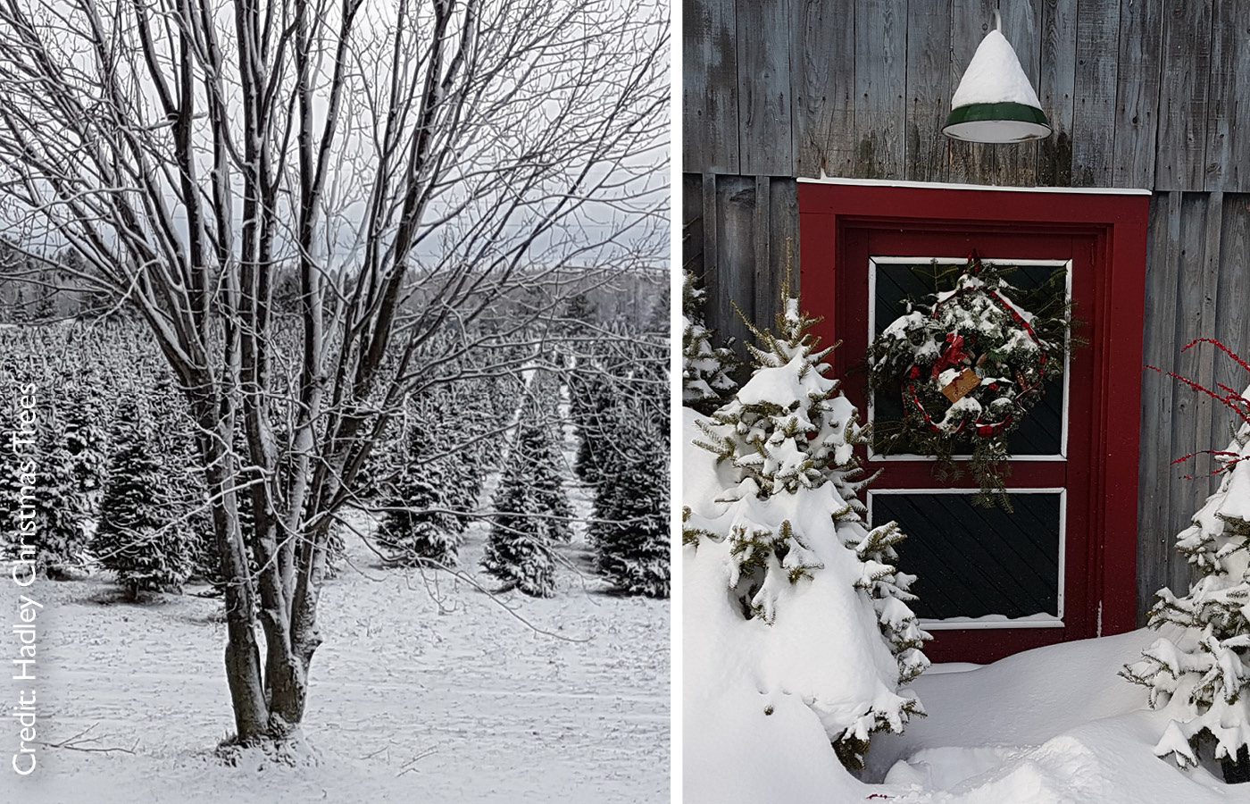 Hadley Christmas Trees Local Growers