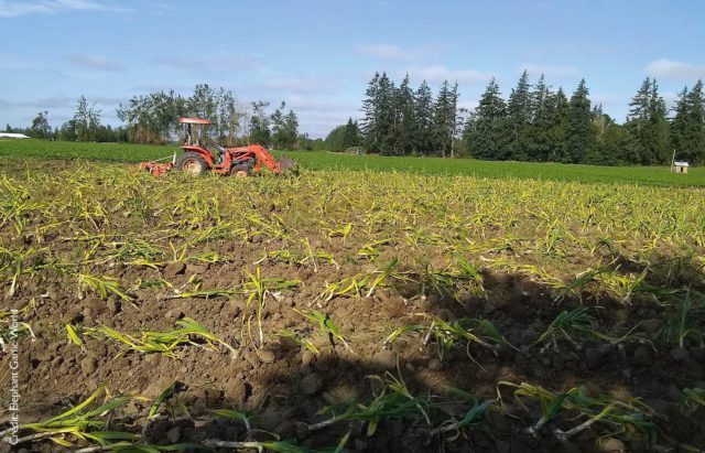 Elephant Garlic World