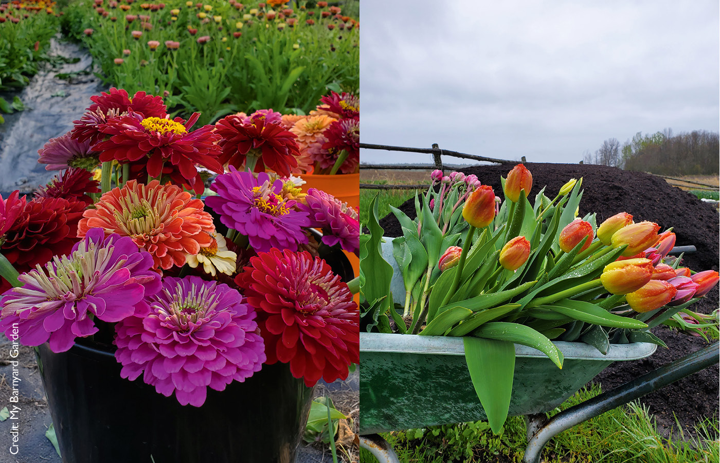My Barnyard Garden Pakenham, ON, Canada Local Growers