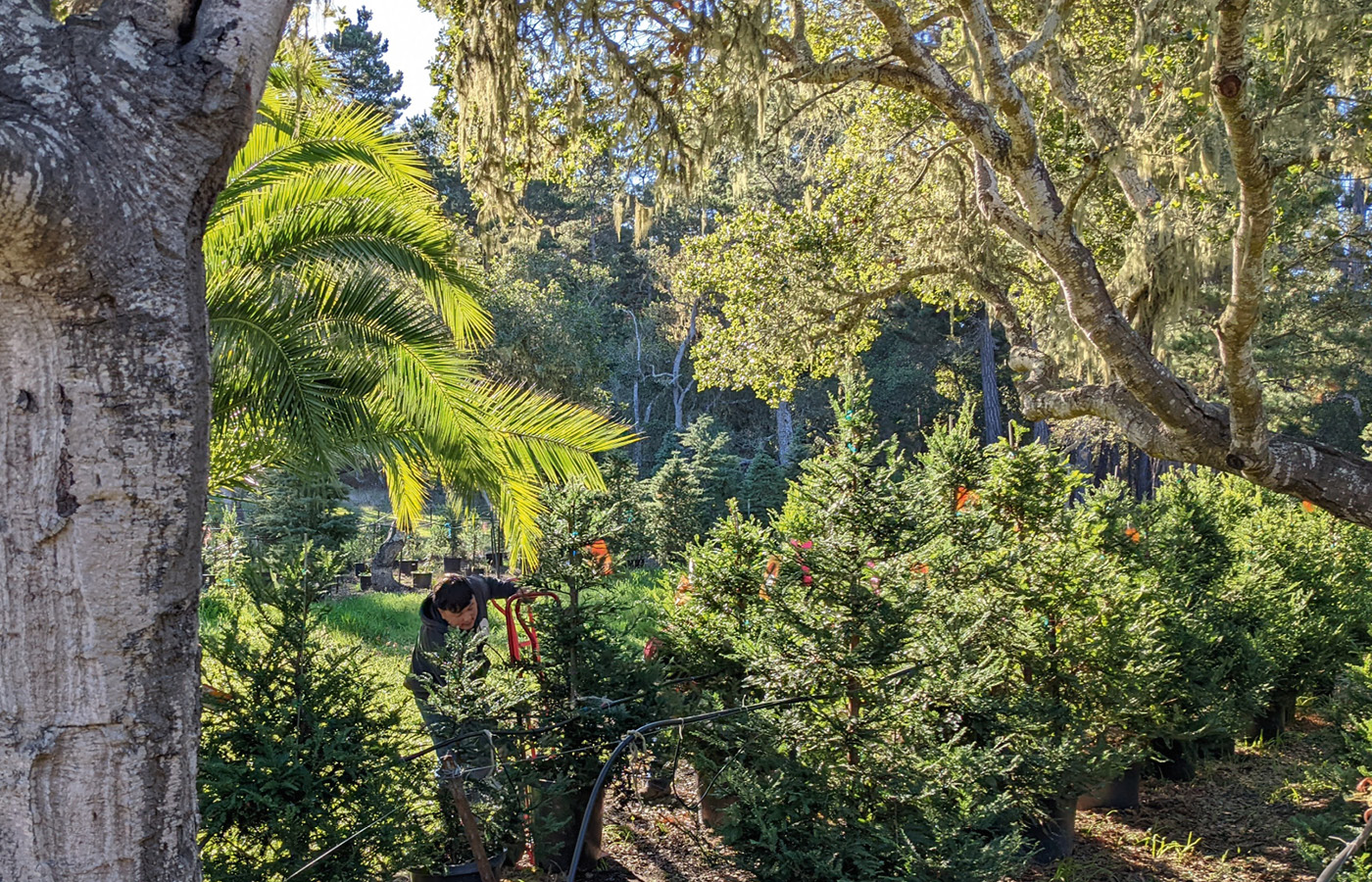 Rent A Living Christmas Tree Local Growers