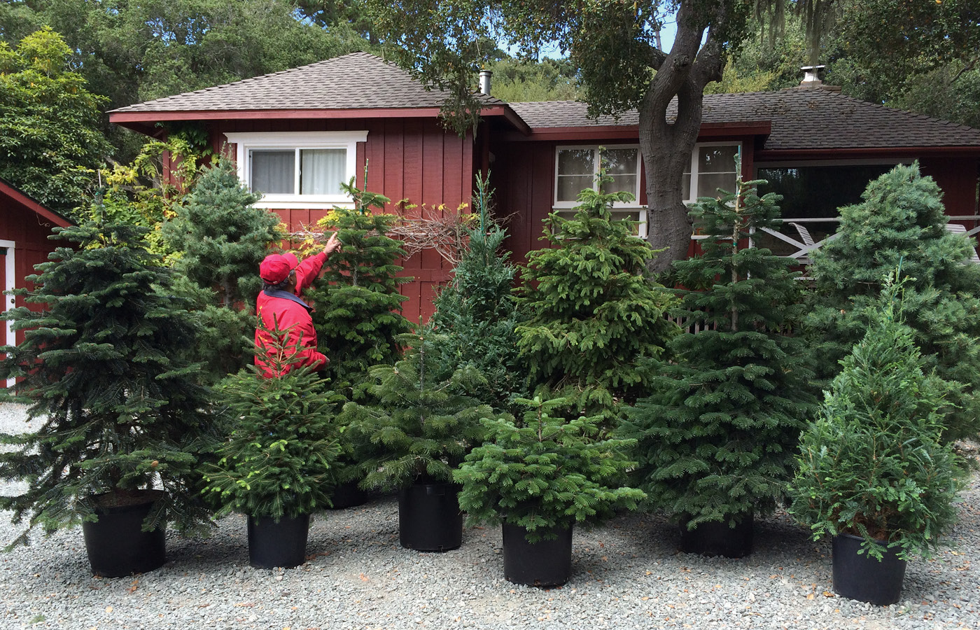 Rent A Living Christmas Tree Local Growers