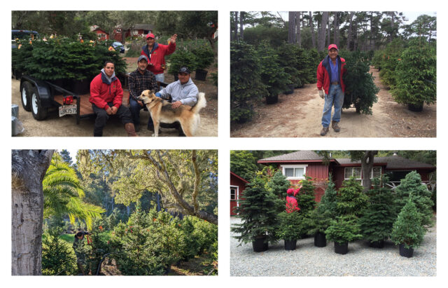 Rent A Living Christmas Tree