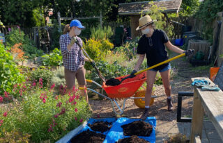 Spreading compost on the City Farmer gardens