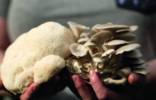 lions mane and oyster mushrooms