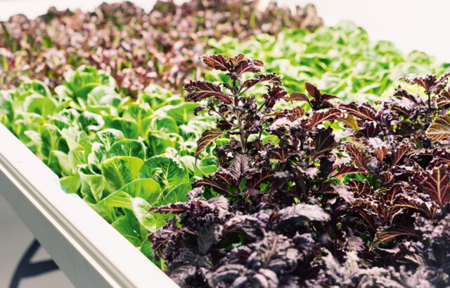 Civic Greens Inc. growing lettuce