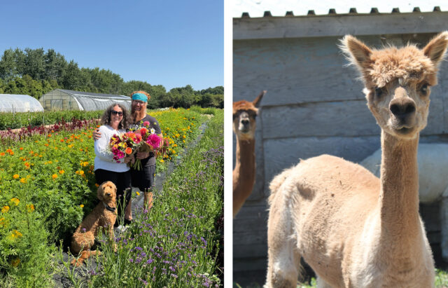 The Wandering Bee Flower Farm