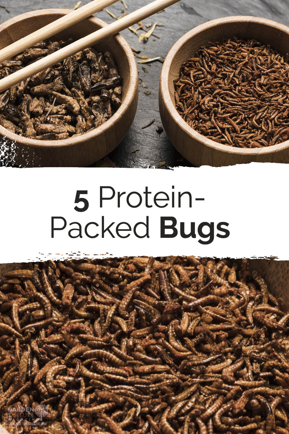 protein packed bugs