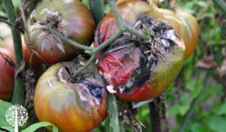 Rotten tomatoes on a tomato plant.