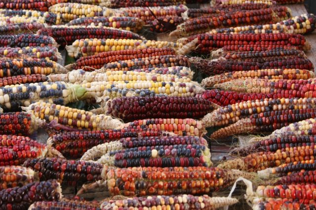Adaptive Edible Indian Corn