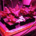 NASA astronauts grew lettuce in the alien environment on ISS this spring. A successful harvest given the challenges of hydroponic gardening in space.