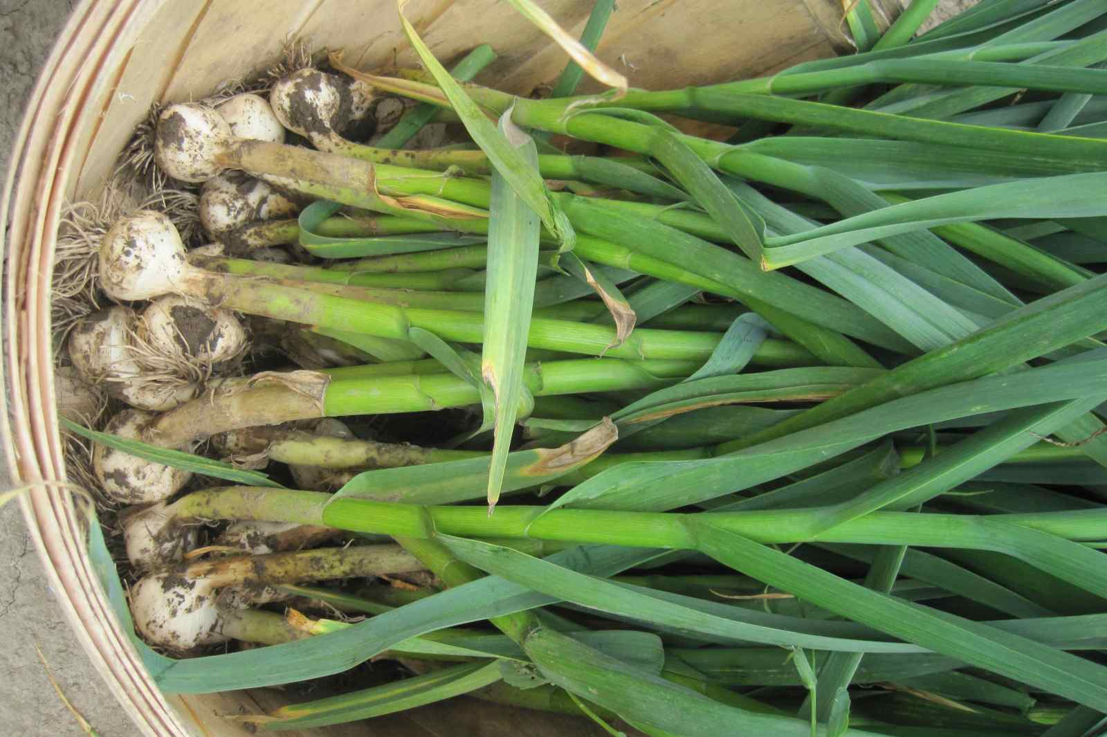 Ancient Natural Remedy Cures MRSA