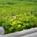 Aquaponic Herb Crop: Raft Tank Growing