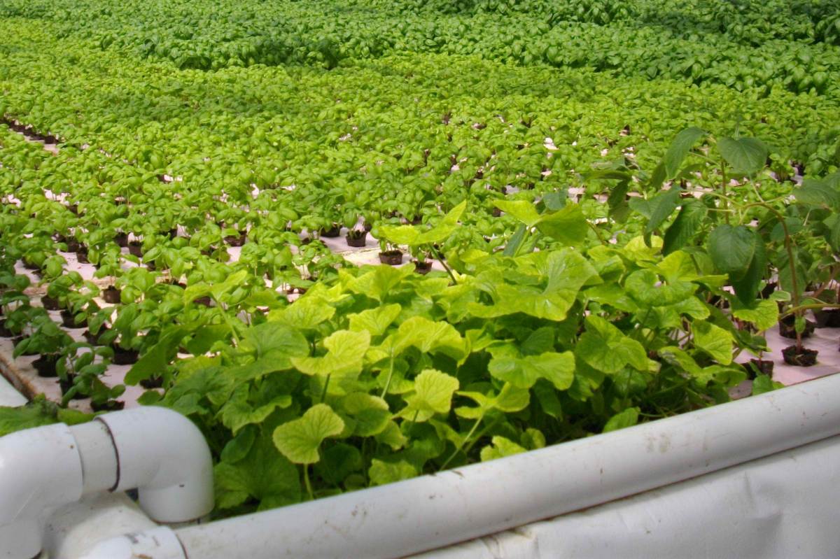 Aquaponics and Urban Farming Has Friends in High Places ...