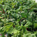 Aquaponic Organic? Hydroponic Certification Approved