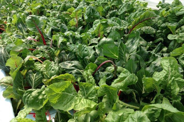 Aquaponic Organic? Hydroponic Certification Approved