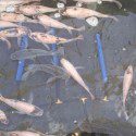Aquaponic Tilapia Tank