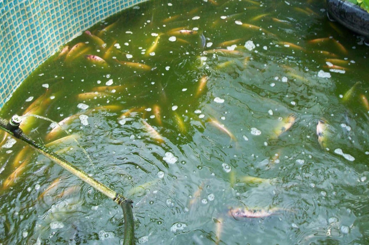 A Glimpse at Aquaponics | Garden Culture Magazine