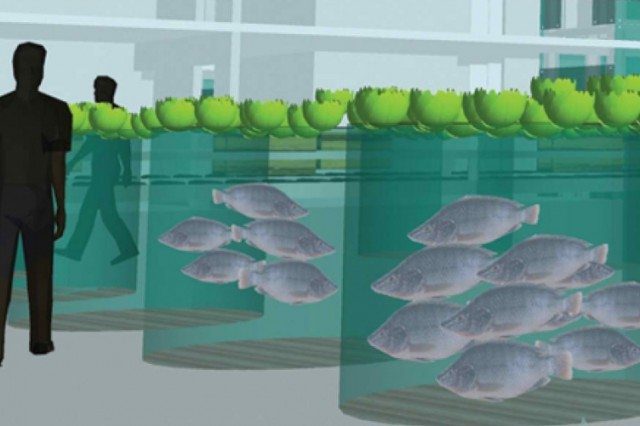 Aquaponics: Feeding the Hungry Anywhere