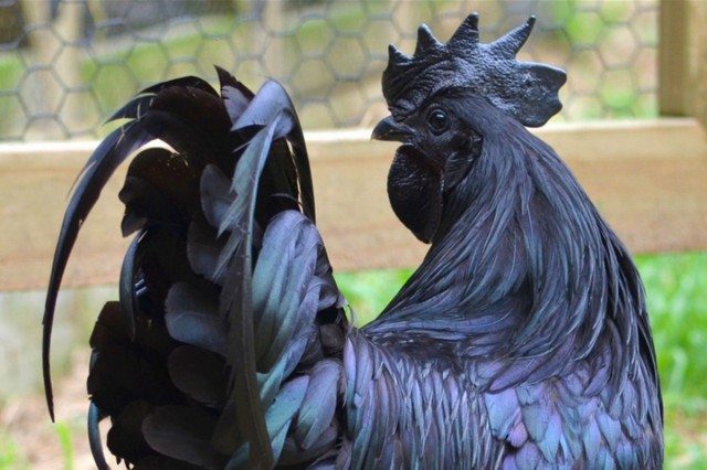 City Chicken Bling: Ayam Cemani