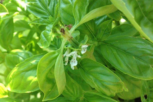 Basil Flowers = Free Basil Seed