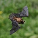 Bats: 100% Natural Garden Pest Control