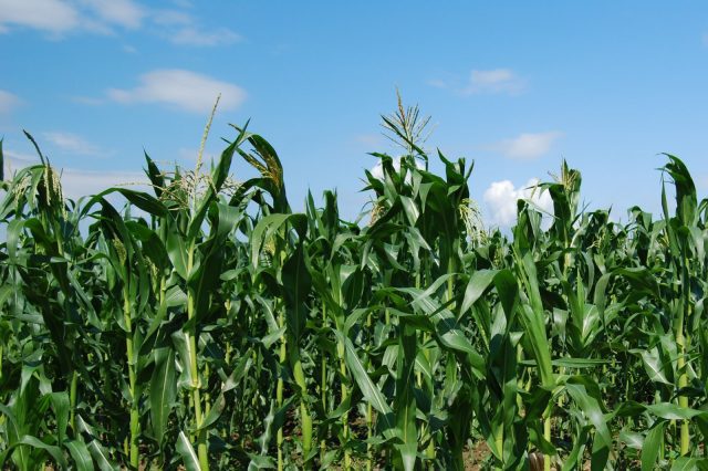 Bayer Wants Monsanto: Corporate Takeover Bid