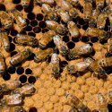 Beekeepers in Canada Sue Bayer & Syngenta