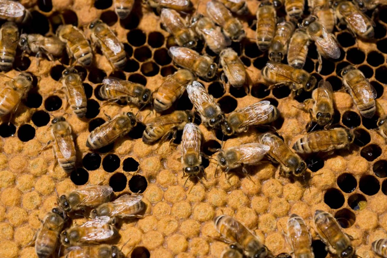 Tinder of Bees” connects farmers with beekeepers - Future Farming