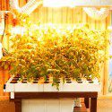 Getting Started: Beginner's Hydroponic Systems
