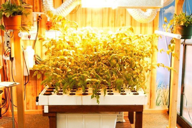 Getting Started: Beginner's Hydroponic Systems