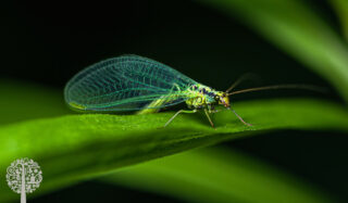 A green lacewing sits on a green leaf.