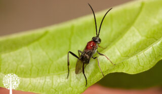 A small braconid wasp bug sits on a green leaf.