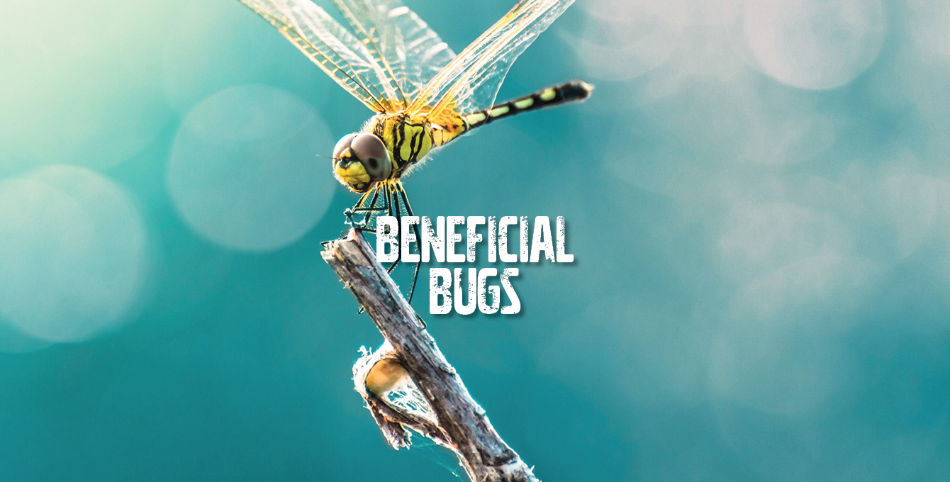 5-beneficial-bugs-in-your-garden-garden-culture-magazine